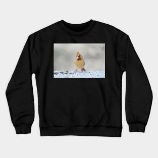 Curious Cardinal Crewneck Sweatshirt